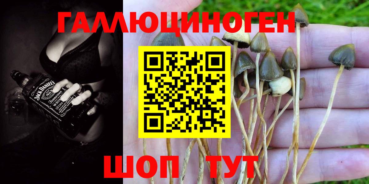 Ленинск-Кузнецкий  где купить   Вход с VPN  Галлюциногенные грибы GOLDEN TEACHER 