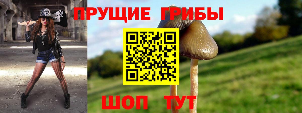 Псилоцибиновые грибы мицелий Ленинск-Кузнецкий